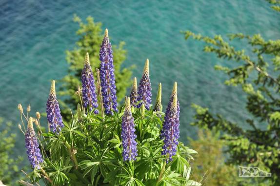 As cores das águas e das flores se combinam no lago Nahuel Huapi, próximo à Villa La Angostura, na Argentina